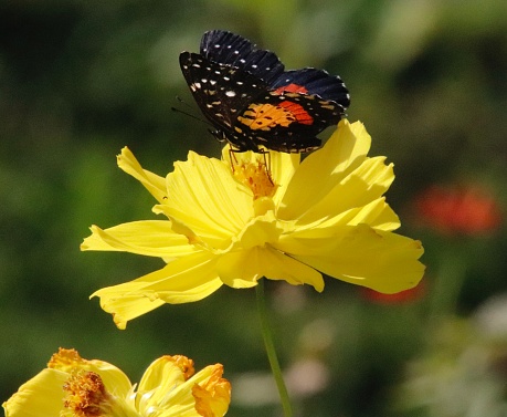 Black red orange butterfly  yellow flower stem