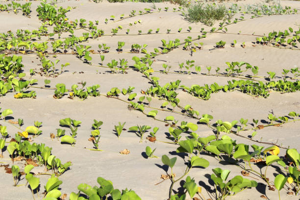 istock Coastal Morning Glory (Ipomoea) plant vine growing on a sandy beach 1958967552