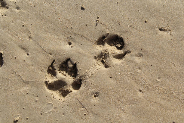 istock Dog paw prints in the sand at a beach 1958983983