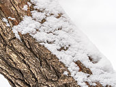 The texture of the bark of an old apple tree with snow in winter