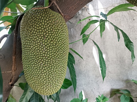 Photo of a jackfruit still hanging on a tree with the fruit looking large and fully developed.