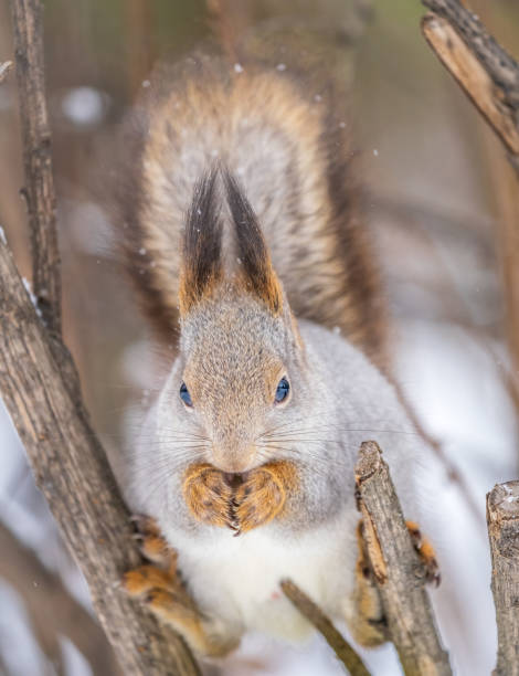 istock The squirrel with nut sits on tree in the winter or late autumn. 1959021180