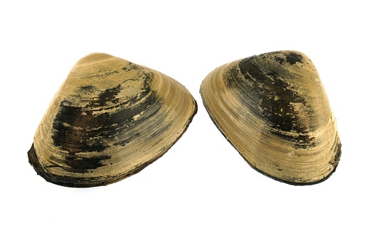 close up big clam isolated on white background