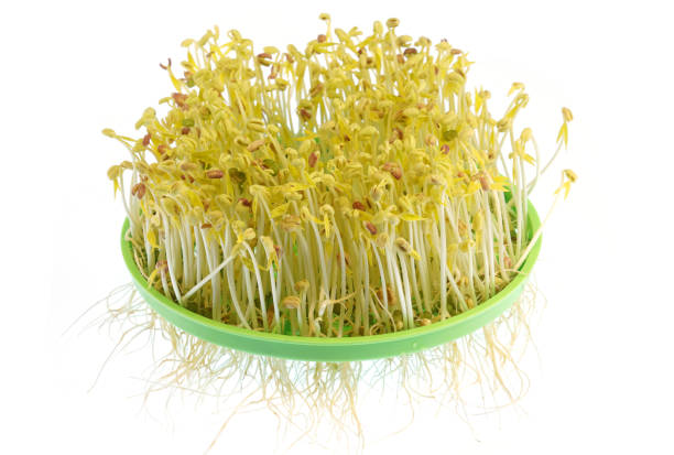 home growing fresh bean sprout isolated on white background