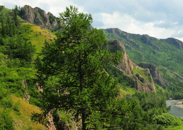 lonely pine tree with fluffy branches on the slope of a rocky mountain under a summer cloudy sky. - photography branch tree day imagens e fotografias de stock