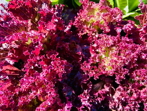 Close-up of red leaf lettuces growing in a garden bed.