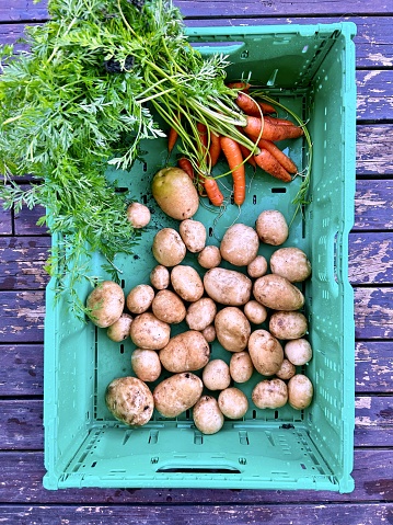Freshly picked potatoes and carrots with tomatoes in a plastic crate.