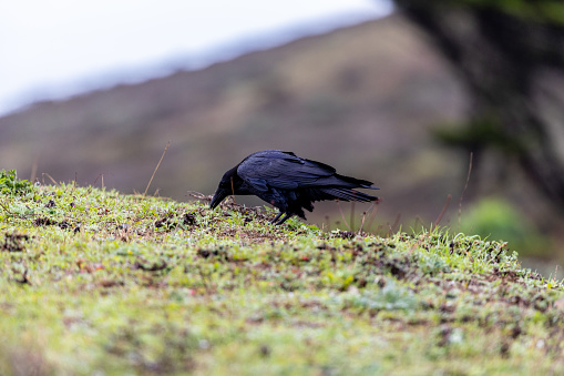 Raven (Corvus corax)