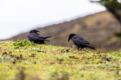 Two raven mates in Northern California at Pacifica's Milagra Ridge.