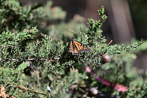 Monarch Butterfly settling on trees at Pismo Beach Monarch Groove