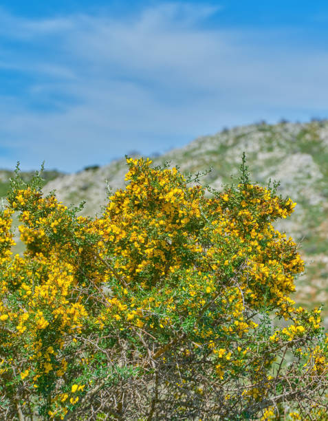 istock Mountains areas in Krete, Geece 1959112205