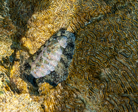 Vaillants chiton (Acanthopleura vaillanti), scraping algae from corals. Red Sea, Egypt