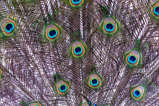Close-up of feathers, male The Indian blue peafowl, Peacock (Pavo cristatus), Askania-Nova, Ukraine