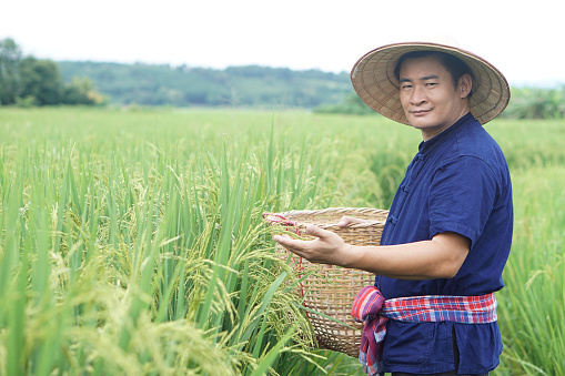 Asian man farmer is at paddy field, hold basket to get rid of weeds, inspects insects, growth and diseases of rice plants. Concept, agriculture occupation. Organic farming