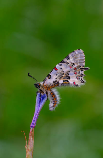 istock Zerynthia cerisyi 1959171925