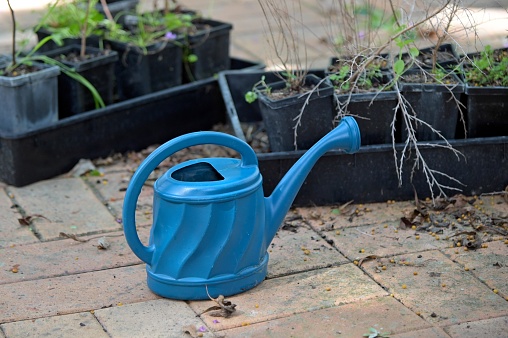 Blue watering can and new trees on Tu Bishvat Jewish holiday occurring on the 15th day of the Hebrew month of Shevat. It is also called Rosh HaShanah La'Ilanot, literally \