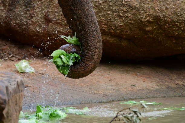 Model elephant squirting water into a swimming pool, Thailand