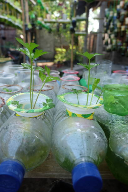 istock creative ways to use plastic bottles for planting - environmentally friendly living 1959189690