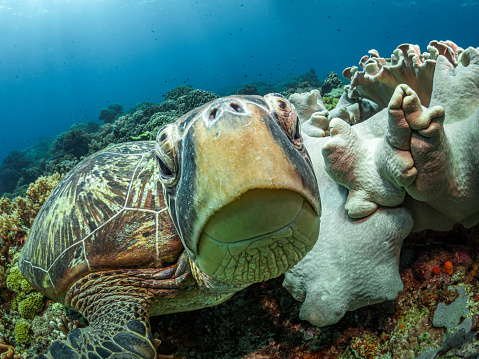 A large green sea turtle is looking at the camera while lying on a colored coral reef underwater. Diving in the pacific ocean. Wild underwater nature