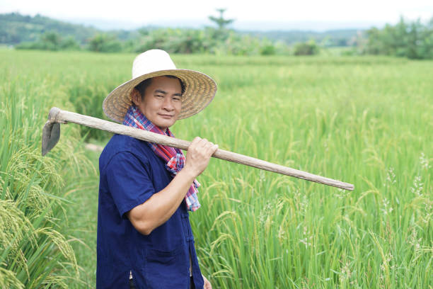 Asian man farmer is at paddy field, wears hat, blue shirt and holds a hoe on his shoulder. Concept organic farming. No chemical. Using traditional manual tool in stead of use herbicide. Zero pollution