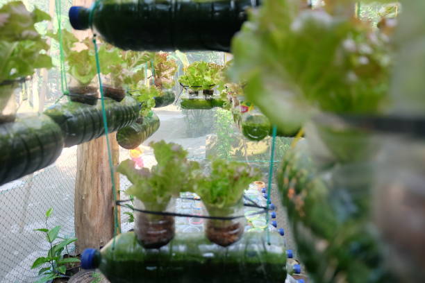 istock creative ways to use plastic bottles for planting - environmentally friendly living 1959212040
