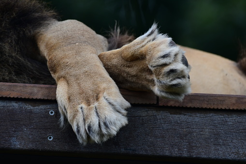 Lions paws in Melbourne zoo Australia