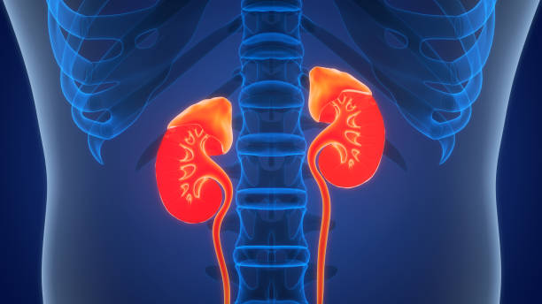 istock Human Urinary System Kidneys with Bladder Anatomy 1959229112
