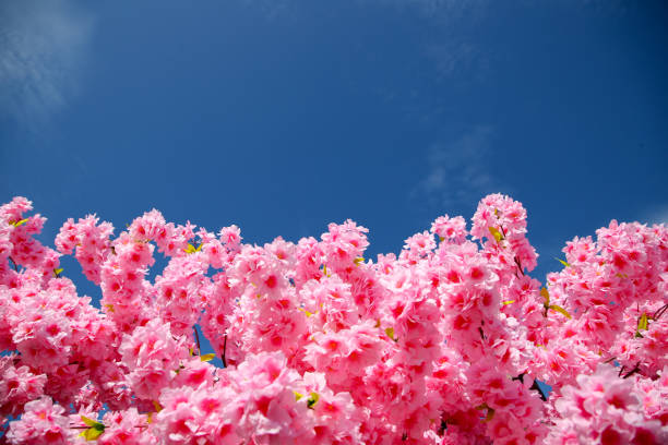 Focus scene on Chinese New Year flower decorations in temple