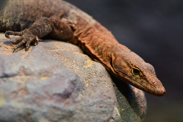 istock Pilbara Rock monitor 1959233835