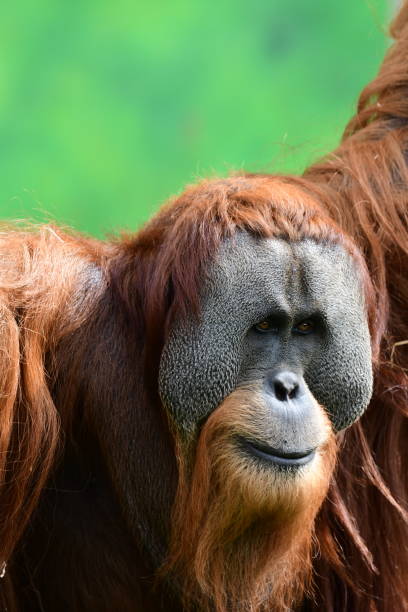 male orangutan - ape majestic monkey leadership stock-fotos und bilder