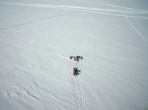 Greenlandic sled dogs in action near Sisimiut (Holsteinsborg), Greenland, Denmark. This image was taken with a drone.