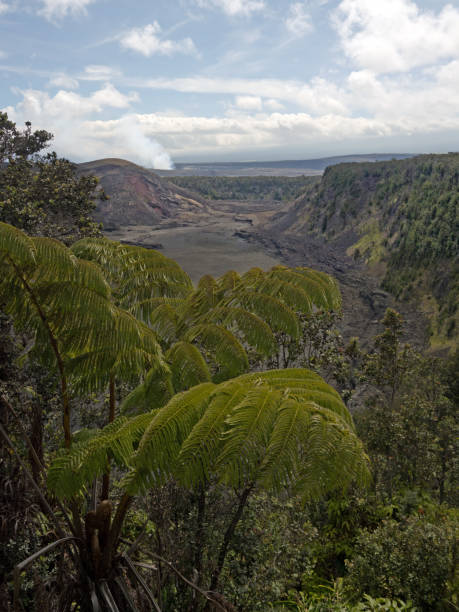Kilauea Hawaiian volcano Iki Crater view with rising smoke and steam on the horizon and tree fern forest in foreground, hawaii volcanoes national park