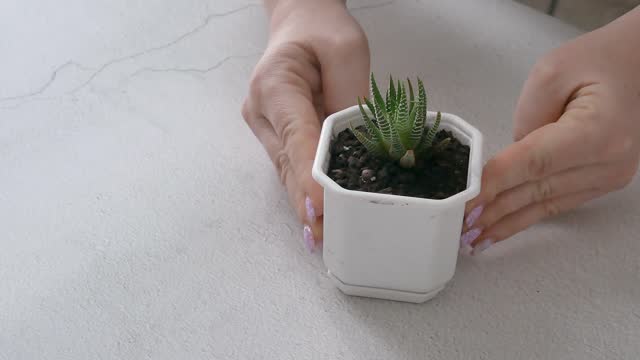 Women's hands lay out a newly planted haworthia flower in a white square pot on the table. Planting of indoor plants. Show