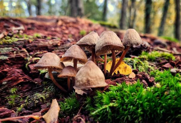 istock Mushroom group in the forest 1959298119