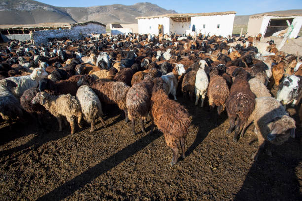 sheep near the morning