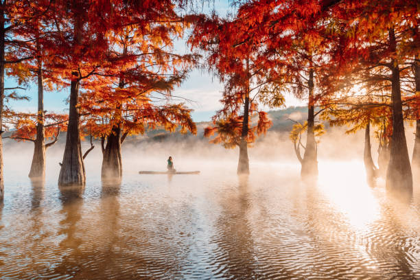 woman on stand up paddle board at quiet lake with morning fog and fall taxodium distichum trees - lone cypress tree imagens e fotografias de stock