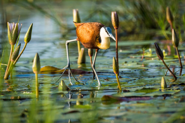 African Jacarna walking on water lilies in Okavango Delta
