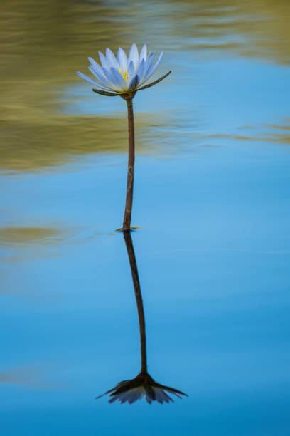 lotus flower