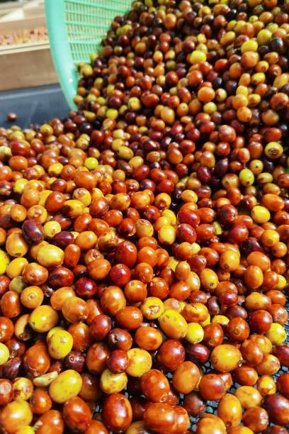 istock close up of fresh coffee beans 1959329432