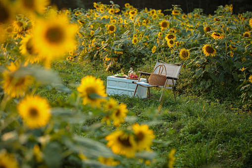 Picnics, fruit and baskets in a sea of sunflower flowers