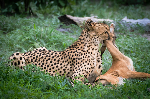 Young female cheetah strangling baby impala in Delta, Botswana