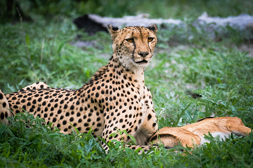 African cheetah relaxing in grass. Copy space.