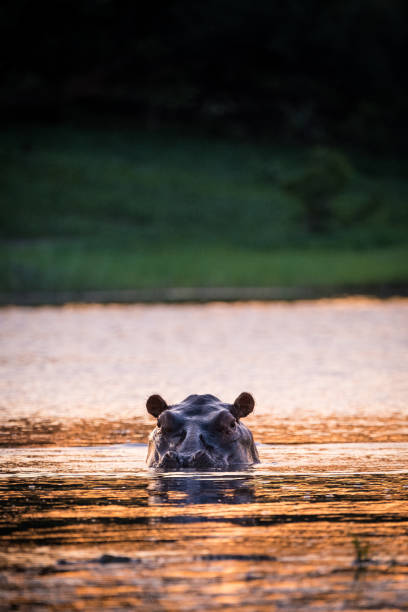 istock Hippopotamus at sunset in Botswana 1959335739