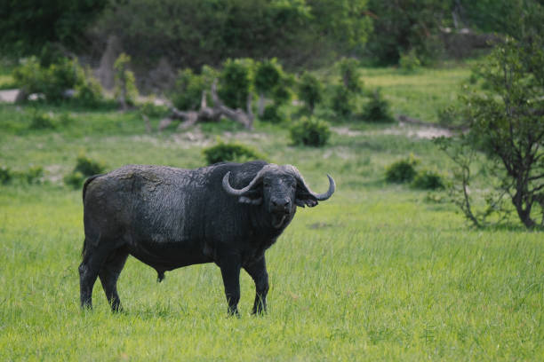 istock Male buffalo in Okavango Delta, Botswana 1959335748