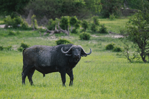 Male buffalo in Okavango Delta, Botswana