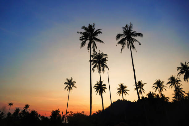 Silhouette coconut palm trees on beach at sunset. Vintage tone. Beautiful coconut palm tree with sky at sunset or sunrise time. The sun setting behind a group of Palm Trees.