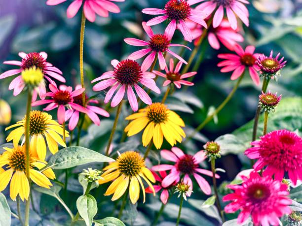 istock Echinacea flowers in the garden. 1959341858