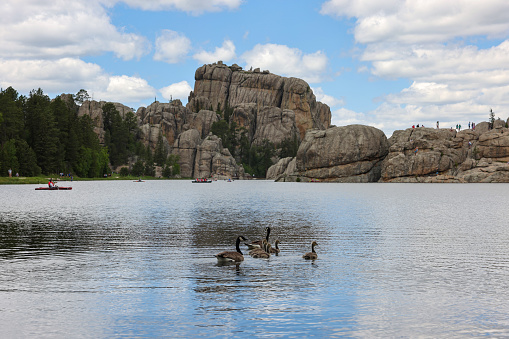 A family of Canada geese at Sylvan Lake in summer, in Custer State Park, South Dakota