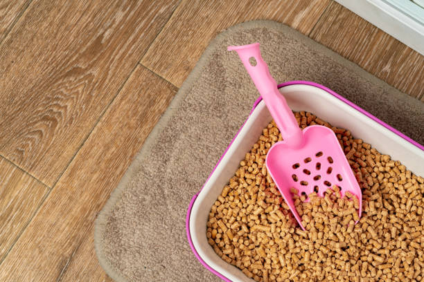 istock Plastic cat litter box in the bathroom 1959365498