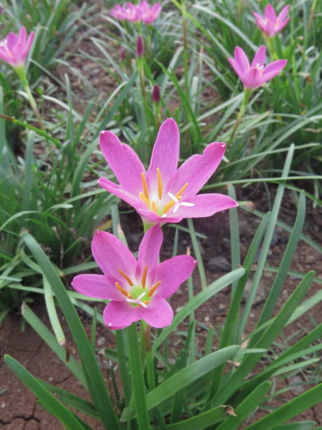 istock pink flower in the garden 1959367138